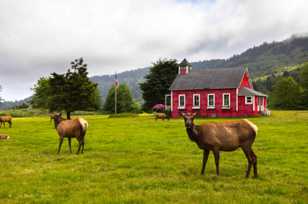 Elk and schoolhouse-3717.jpg Elk and schoolhouse-3717.jpg